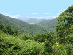 Khao Yai National Park - verdant forest