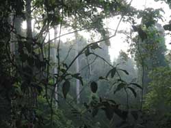 Dense jungle in Khao Yai National Park