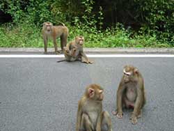 Cheeky little monkeys in Khao Yai National Park