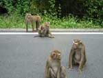 Cheeky little macaque monkeys are often the first wildlife visitors meet