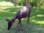 Sambar deer are the easiest animals to spot in Khao Yai